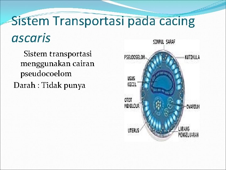 Sistem Transportasi pada cacing ascaris Sistem transportasi menggunakan cairan pseudocoelom Darah : Tidak punya