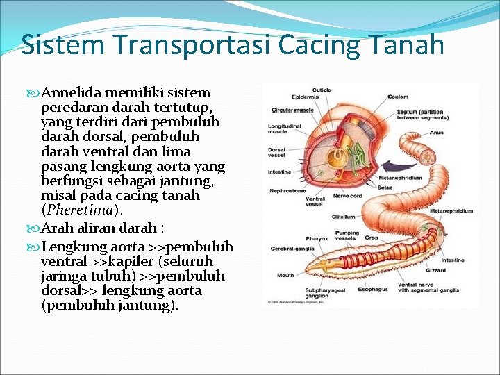 Sistem Transportasi Cacing Tanah Annelida memiliki sistem peredaran darah tertutup, yang terdiri dari pembuluh