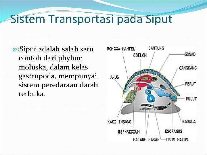 Sistem Transportasi pada Siput adalah satu contoh dari phylum moluska, dalam kelas gastropoda, mempunyai
