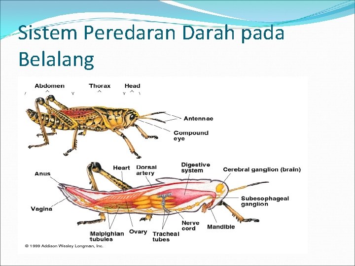 Sistem Peredaran Darah pada Belalang 