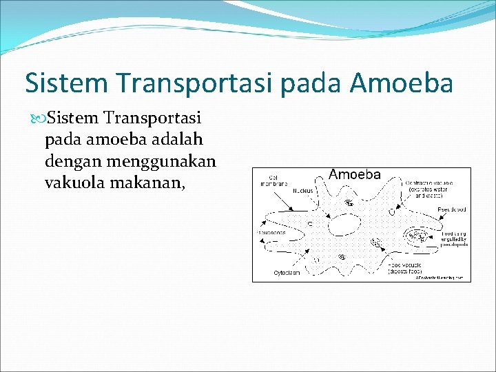 Sistem Transportasi pada Amoeba Sistem Transportasi pada amoeba adalah dengan menggunakan vakuola makanan, 