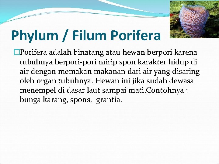 Phylum / Filum Porifera �Porifera adalah binatang atau hewan berpori karena tubuhnya berpori-pori mirip