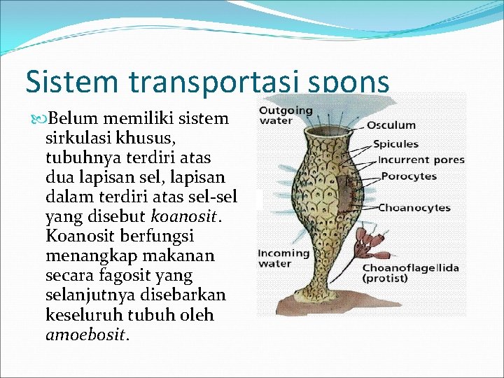 Sistem transportasi spons Belum memiliki sistem sirkulasi khusus, tubuhnya terdiri atas dua lapisan sel,