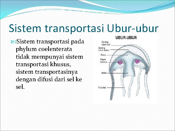 Sistem transportasi Ubur-ubur Sistem transportasi pada phylum coelenterata tidak mempunyai sistem transportasi khusus, sistem