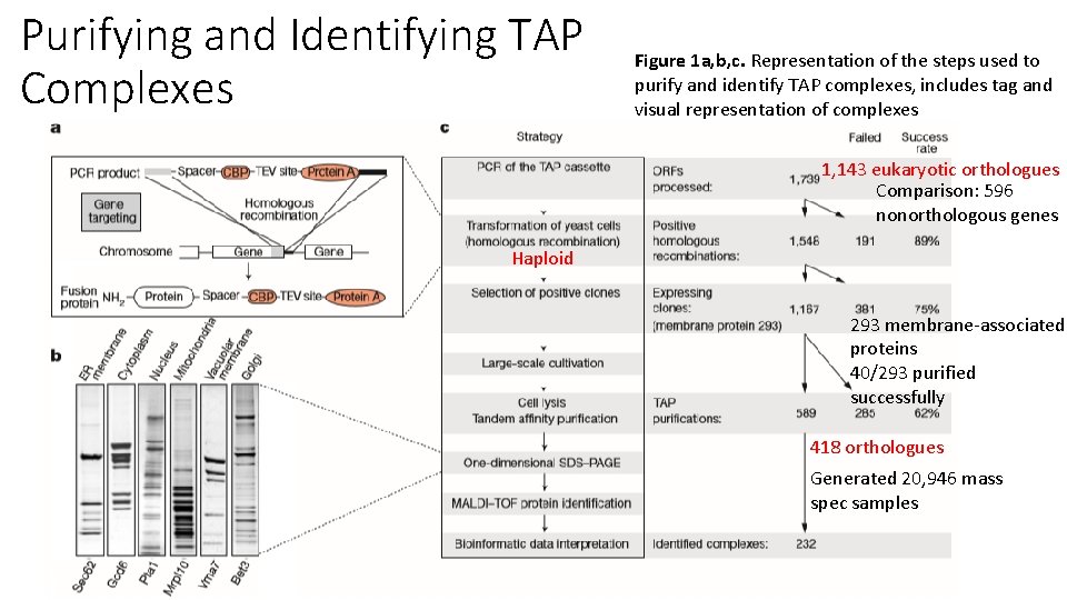Functional organization of the yeast proteome by systematic