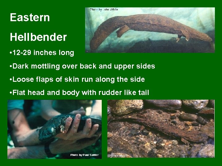 Eastern Hellbender • 12 -29 inches long • Dark mottling over back and upper