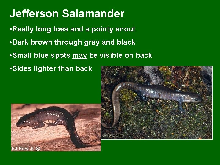Jefferson Salamander • Really long toes and a pointy snout • Dark brown through