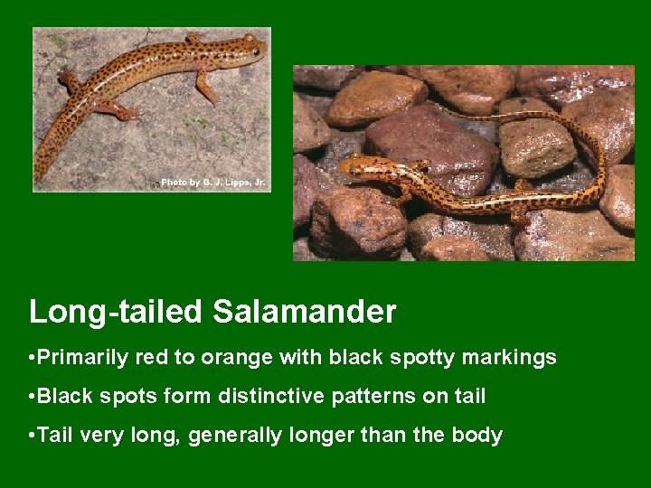 Long-tailed Salamander • Primarily red to orange with black spotty markings • Black spots