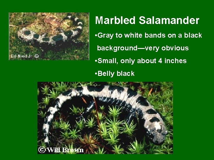 Marbled Salamander • Gray to white bands on a black background—very obvious • Small,