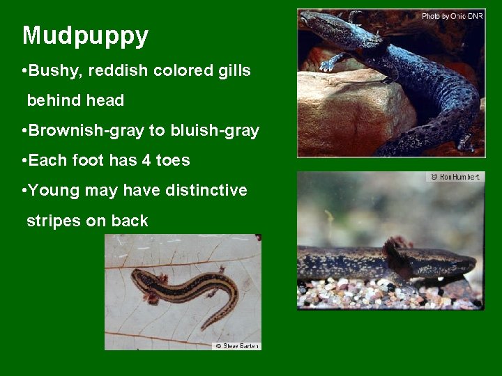 Mudpuppy • Bushy, reddish colored gills behind head • Brownish-gray to bluish-gray • Each