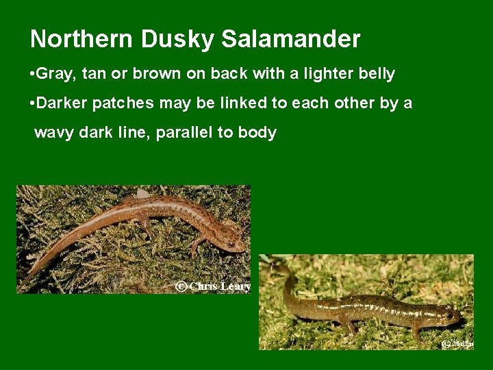 Northern Dusky Salamander • Gray, tan or brown on back with a lighter belly