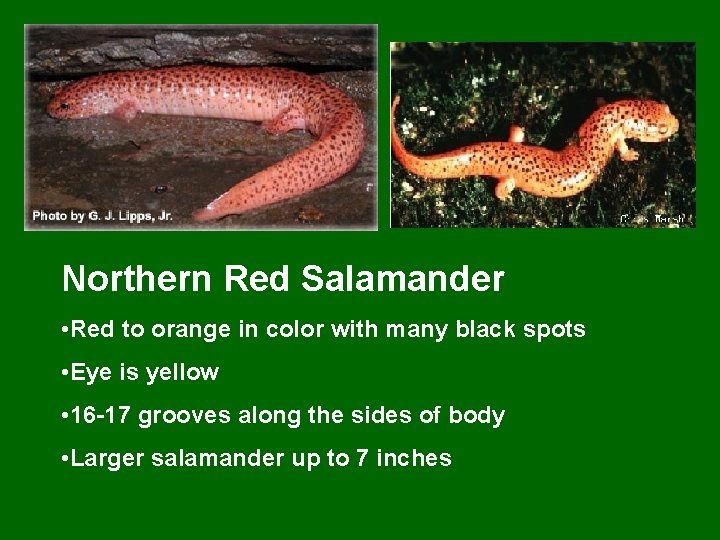 Northern Red Salamander • Red to orange in color with many black spots •