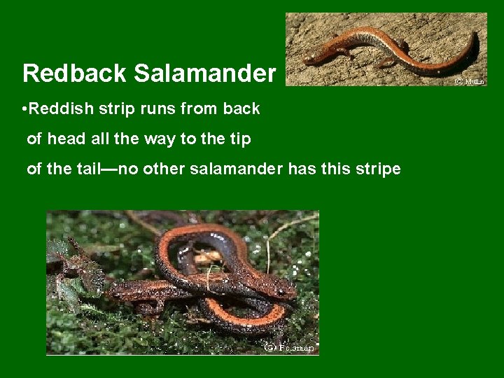 Redback Salamander • Reddish strip runs from back of head all the way to