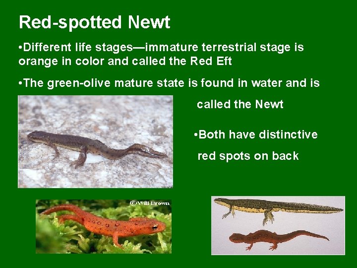 Red-spotted Newt • Different life stages—immature terrestrial stage is orange in color and called
