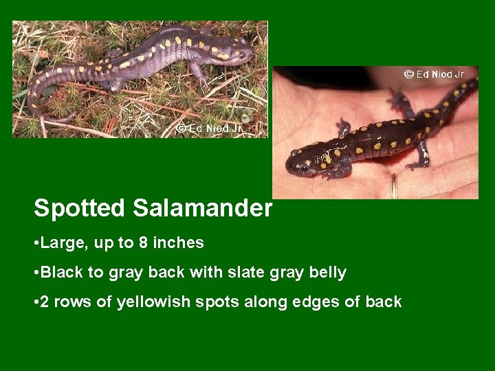 Spotted Salamander • Large, up to 8 inches • Black to gray back with