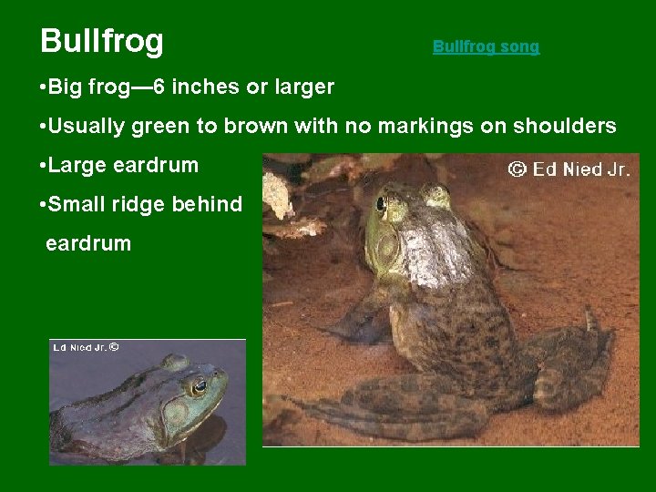 Bullfrog song • Big frog— 6 inches or larger • Usually green to brown