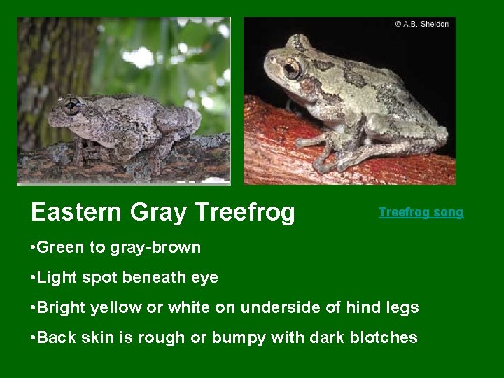 Eastern Gray Treefrog song • Green to gray-brown • Light spot beneath eye •