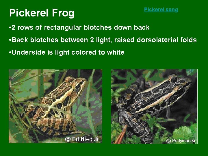 Pickerel Frog Pickerel song • 2 rows of rectangular blotches down back • Back