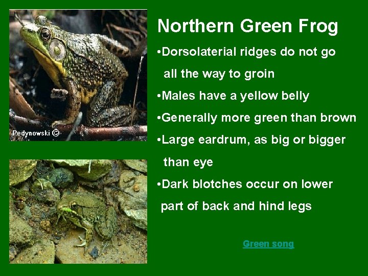 Northern Green Frog • Dorsolaterial ridges do not go all the way to groin