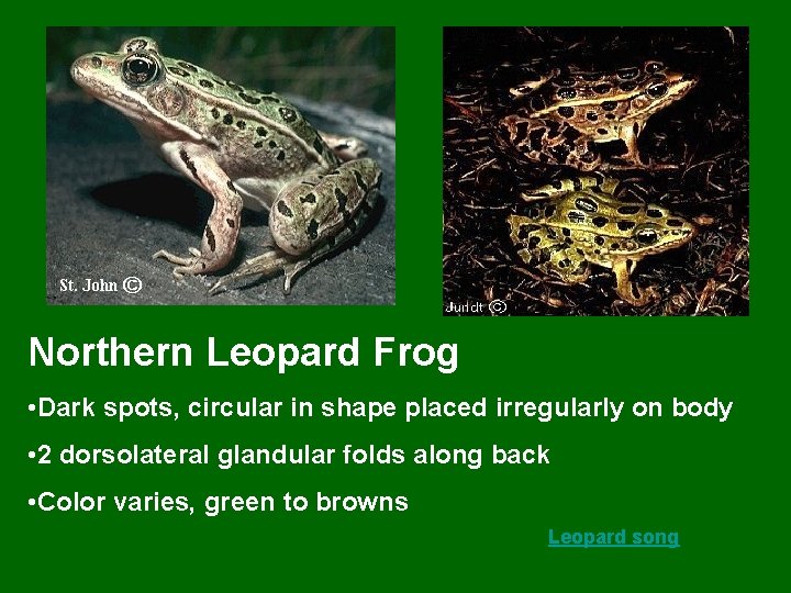 Northern Leopard Frog • Dark spots, circular in shape placed irregularly on body •