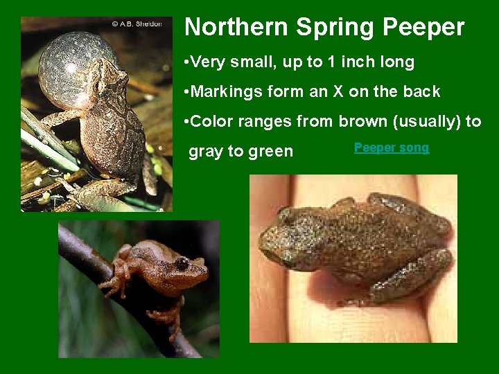 Northern Spring Peeper • Very small, up to 1 inch long • Markings form
