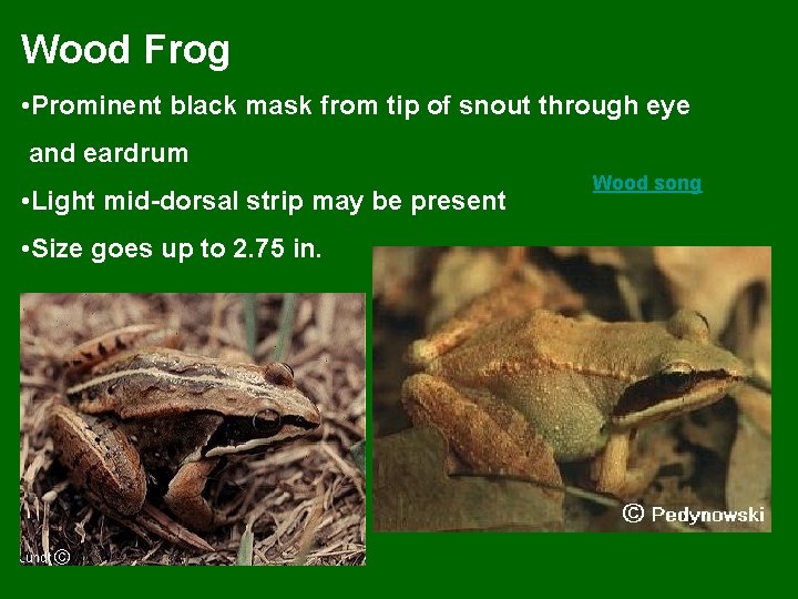 Wood Frog • Prominent black mask from tip of snout through eye and eardrum