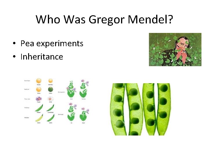 Who Was Gregor Mendel? • Pea experiments • Inheritance 