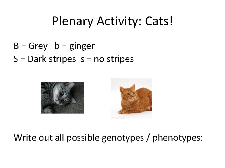 Plenary Activity: Cats! B = Grey b = ginger S = Dark stripes s