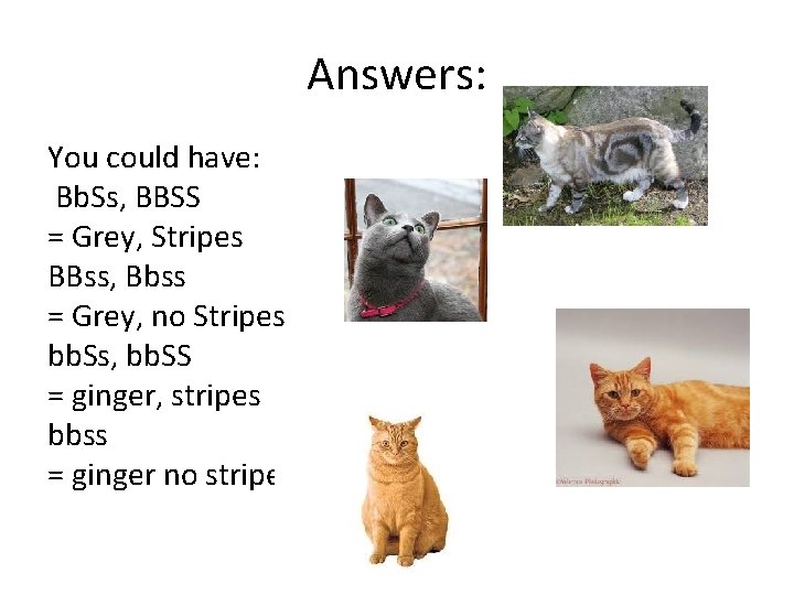 Answers: You could have: Bb. Ss, BBSS = Grey, Stripes BBss, Bbss = Grey,