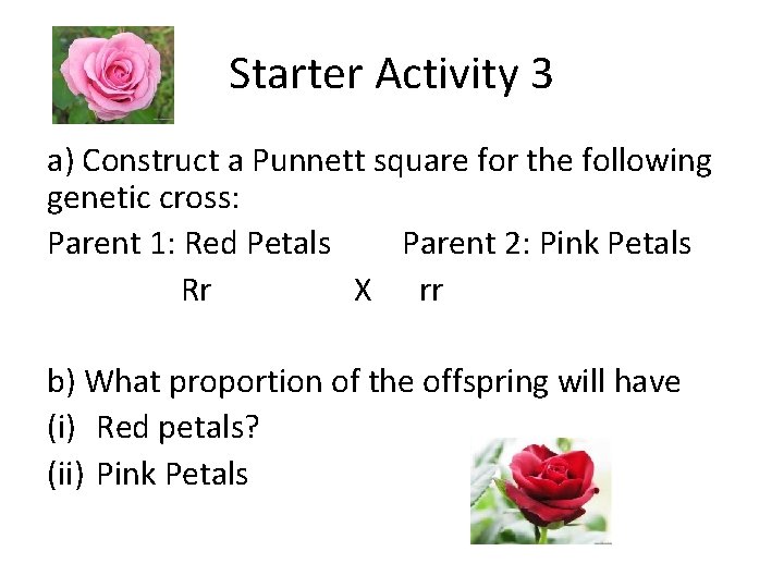 Starter Activity 3 a) Construct a Punnett square for the following genetic cross: Parent