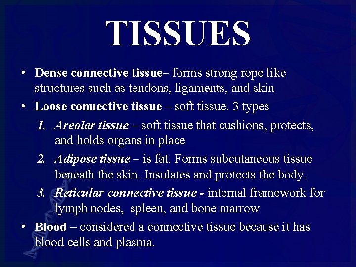 TISSUES • Dense connective tissue– forms strong rope like structures such as tendons, ligaments,