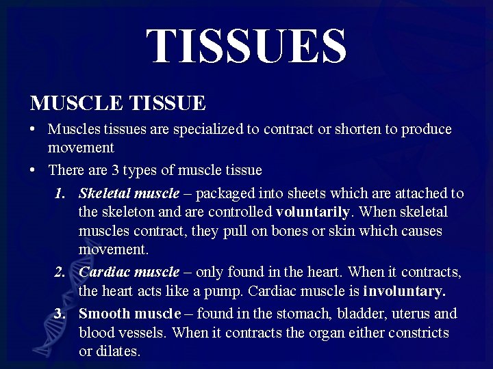 TISSUES MUSCLE TISSUE • Muscles tissues are specialized to contract or shorten to produce