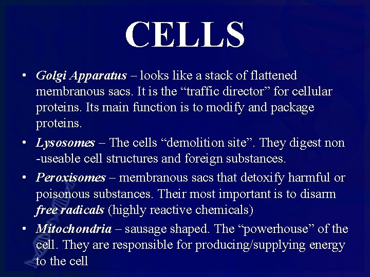 CELLS • Golgi Apparatus – looks like a stack of flattened membranous sacs. It