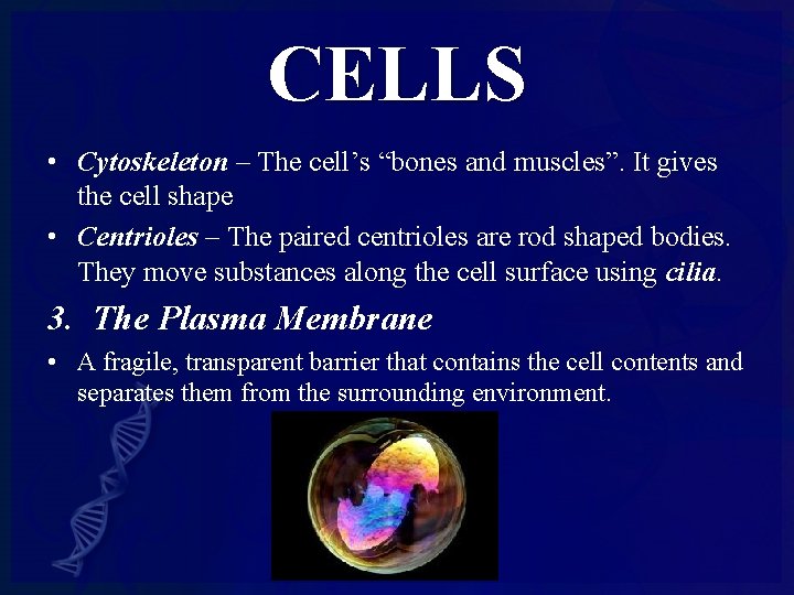 CELLS • Cytoskeleton – The cell’s “bones and muscles”. It gives the cell shape