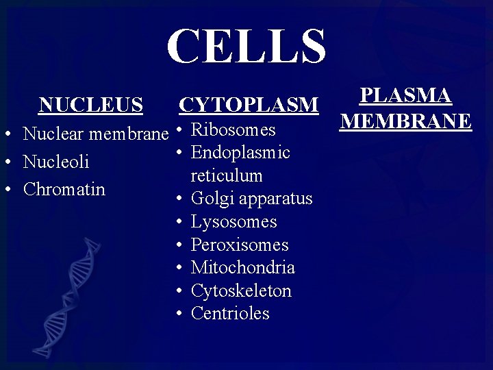 CELLS NUCLEUS CYTOPLASM • Nuclear membrane • • • Nucleoli • Chromatin • •