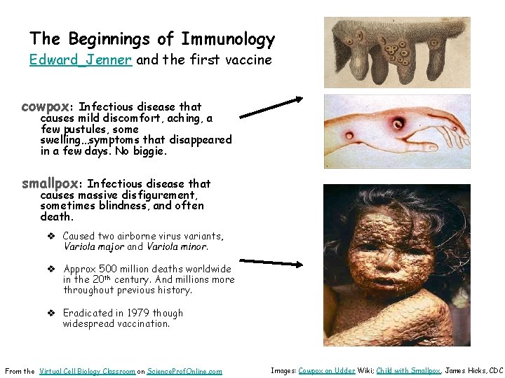The Beginnings of Immunology Edward Jenner and the first vaccine cowpox: Infectious disease that