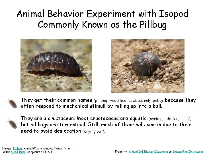 Animal Behavior Experiment with Isopod Commonly Known as the Pillbug They get their common