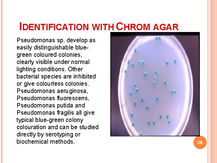 IDENTIFICATION WITH CHROM AGAR Pseudomonas sp. develop as easily distinguishable bluegreen coloured colonies, clearly