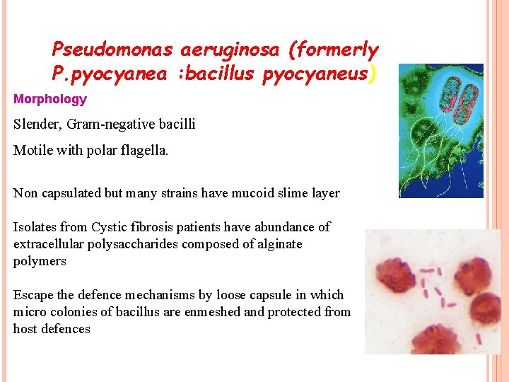 Pseudomonas aeruginosa (formerly P. pyocyanea : bacillus pyocyaneus) Morphology Slender, Gram-negative bacilli Motile with