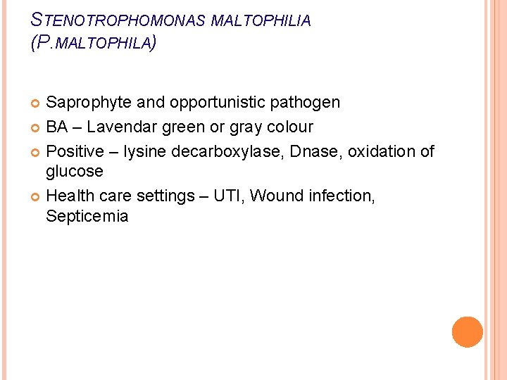 STENOTROPHOMONAS MALTOPHILIA (P. MALTOPHILA) Saprophyte and opportunistic pathogen BA – Lavendar green or gray