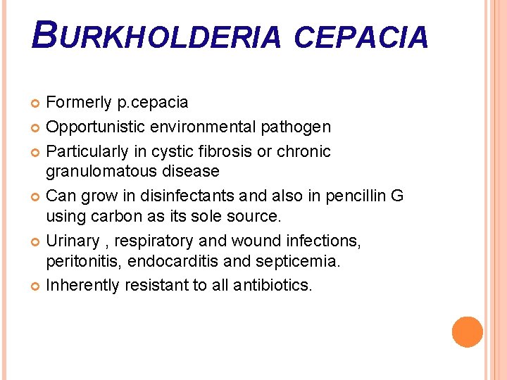 BURKHOLDERIA CEPACIA Formerly p. cepacia Opportunistic environmental pathogen Particularly in cystic fibrosis or chronic
