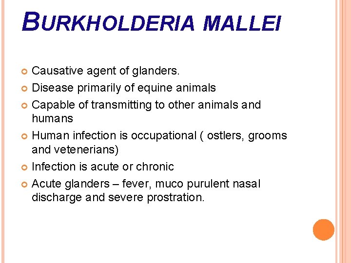 BURKHOLDERIA MALLEI Causative agent of glanders. Disease primarily of equine animals Capable of transmitting