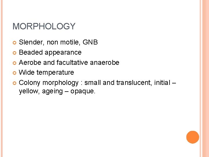 MORPHOLOGY Slender, non motile, GNB Beaded appearance Aerobe and facultative anaerobe Wide temperature Colony