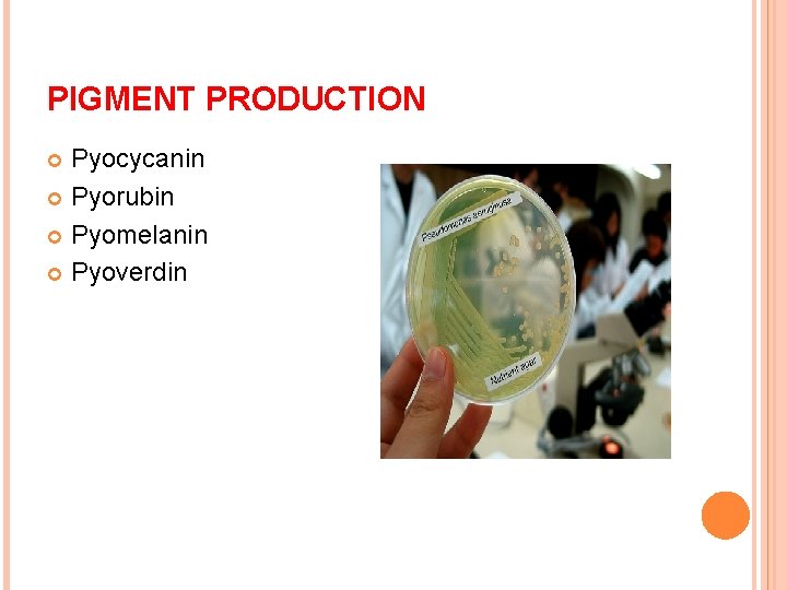 PIGMENT PRODUCTION Pyocycanin Pyorubin Pyomelanin Pyoverdin 