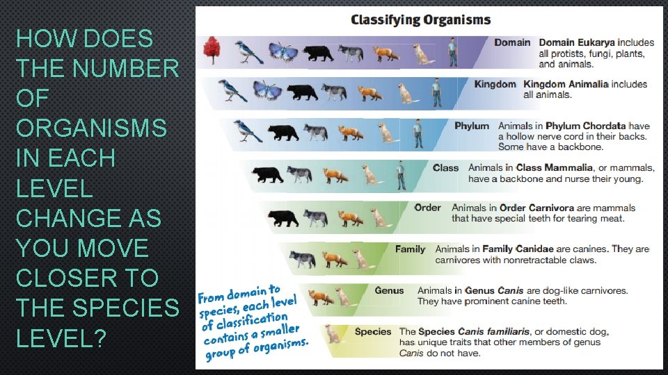 HOW DOES THE NUMBER OF ORGANISMS IN EACH LEVEL CHANGE AS YOU MOVE CLOSER