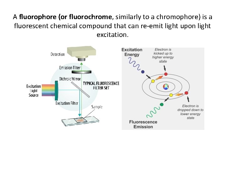 A fluorophore (or fluorochrome, similarly to a chromophore) is a fluorescent chemical compound that