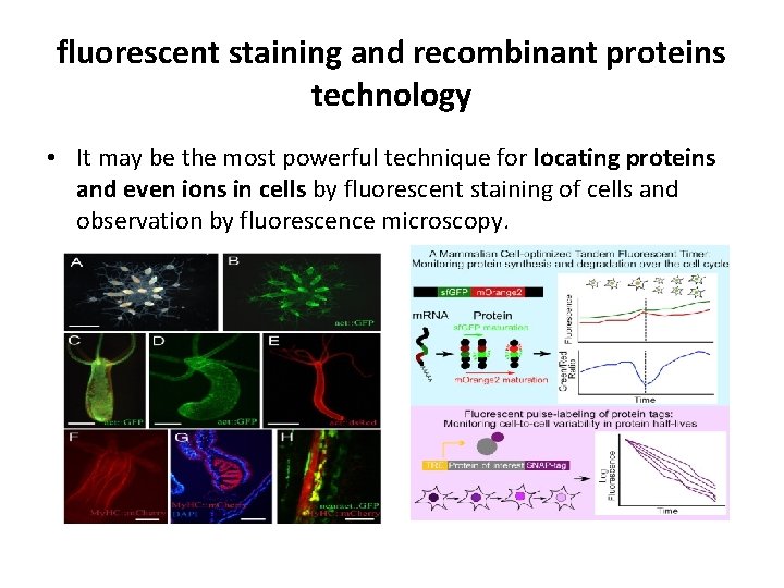fluorescent staining and recombinant proteins technology • It may be the most powerful technique