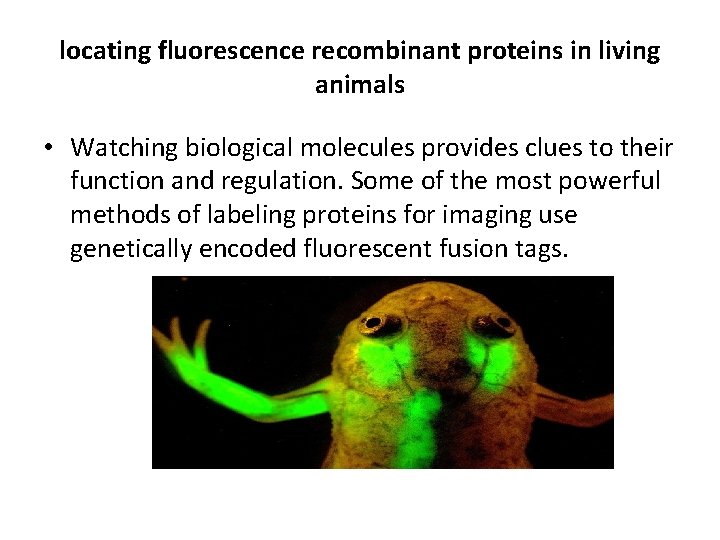 locating fluorescence recombinant proteins in living animals • Watching biological molecules provides clues to