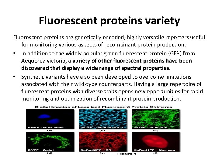 Fluorescent proteins variety Fluorescent proteins are genetically encoded, highly versatile reporters useful for monitoring