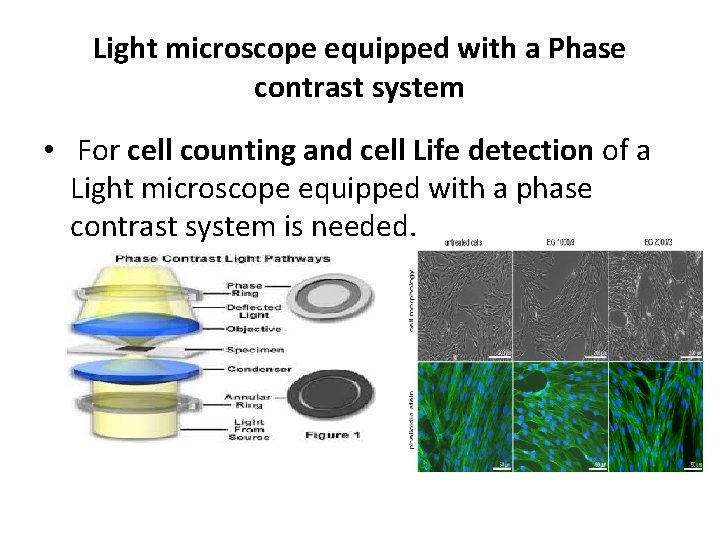 Cell observation tools and methods Cell biology tools